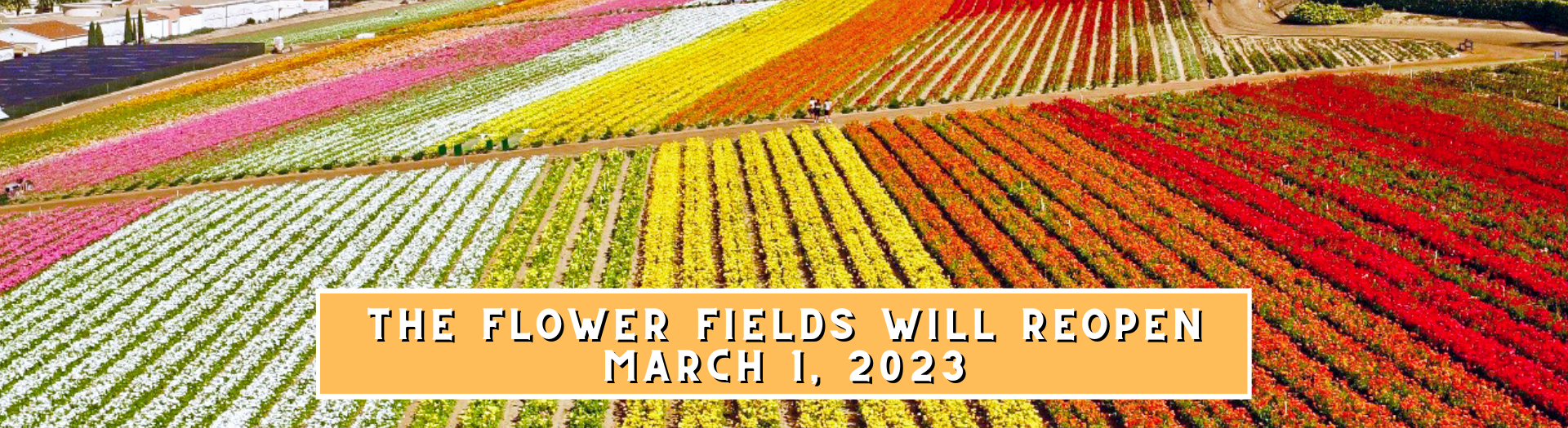 Flower Fields Opening in March!